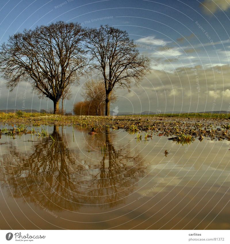 Tintin and Struppi Horizon Tree 2 Footpath Puddle Reflection Clouds Dramatic Wind Passion Middle Symmetry White balance Tree trunk Tree structure Portal