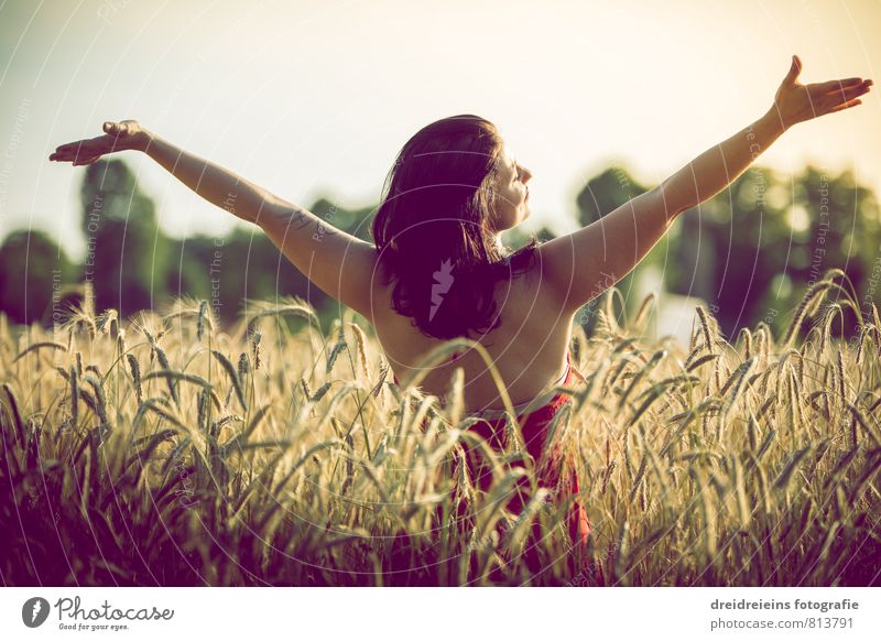 Sunset in the cornfield Human being Feminine Woman Adults 1 Environment Nature Sunrise Sunlight Summer Beautiful weather Field Black-haired Brunette Long-haired