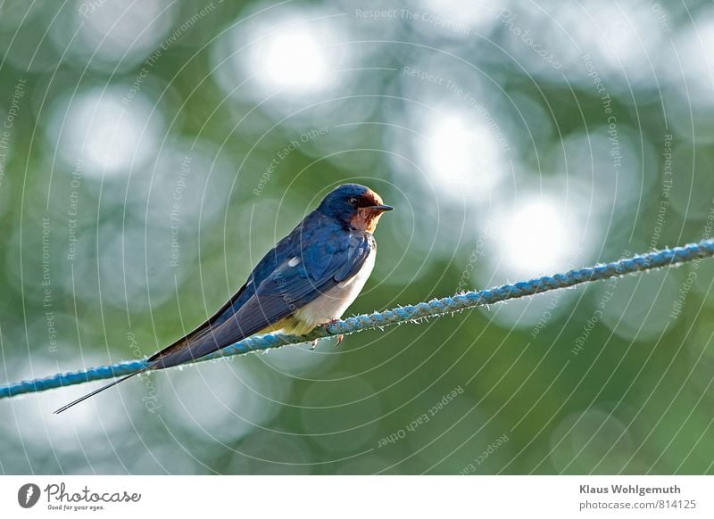 Barn swallow on a clothesline stretched especially for the swallows, nice bokeh in the background Vacation & Travel Freedom Environment Nature Animal Summer