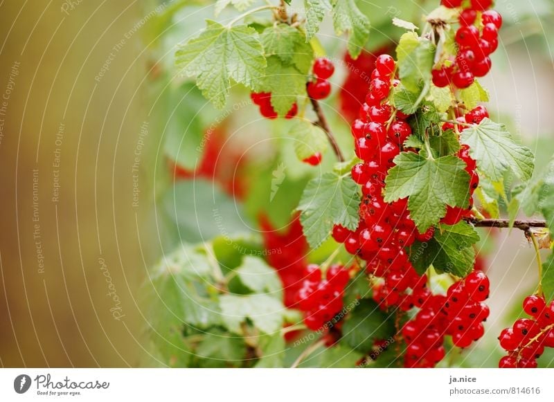 berry Nature Summer Plant Bushes Leaf Redcurrant Garden Eating Fresh Healthy Delicious Natural Sour Green Environment Colour photo Exterior shot Deserted Day