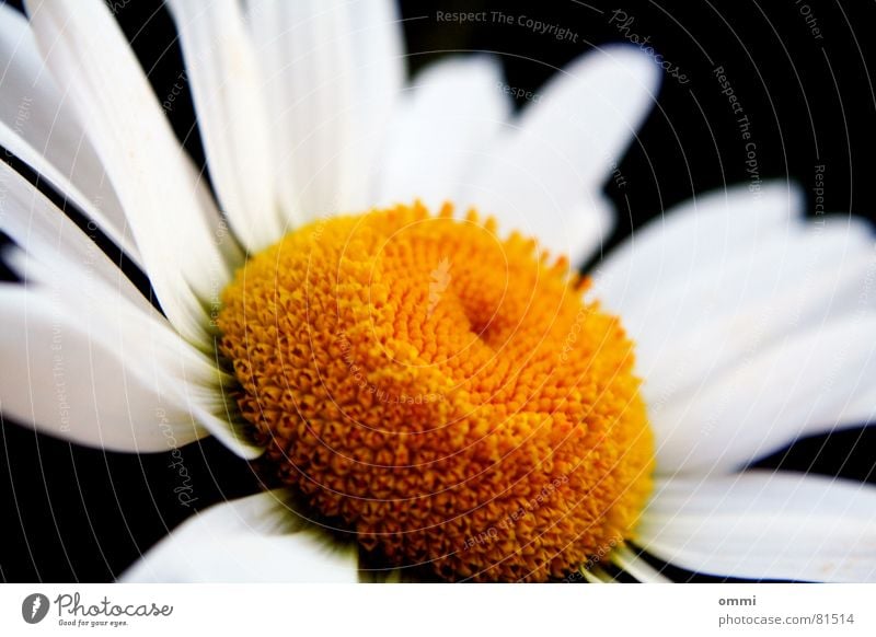 fine dyeing Beautiful Life Plant Flower Blossom Esthetic Yellow White Pure Perfect Completion Pollen Charming Part of the plant Pistil Graceful pearly