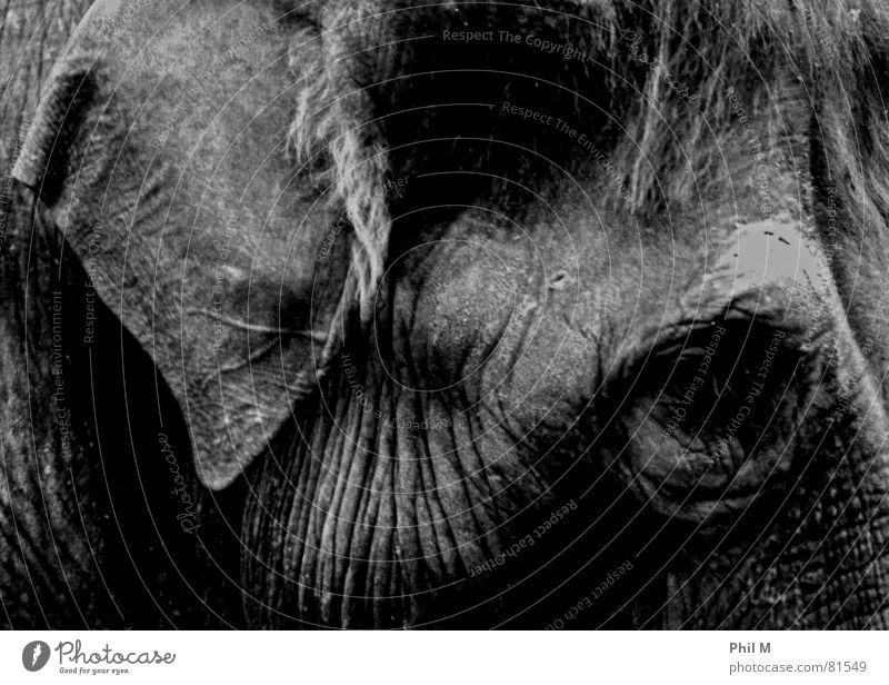 pachyderms Elephant Grief Wrinkles Gray Dark Large Black Mammal Black & white photo dumbo wilhelma Sadness Skin Eyes Ear Low-key