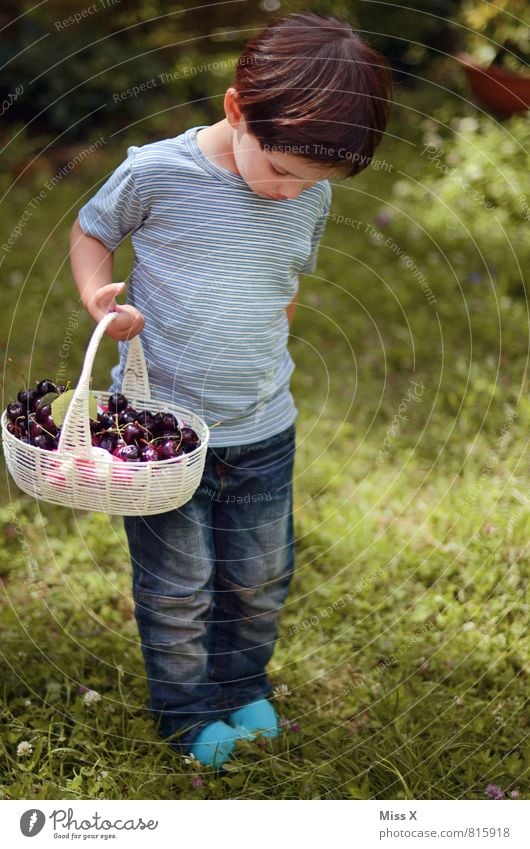cherry platter Food Fruit Nutrition Picnic Organic produce Playing Garden Human being Child Toddler Infancy 1 1 - 3 years 3 - 8 years Summer Brunette Fresh