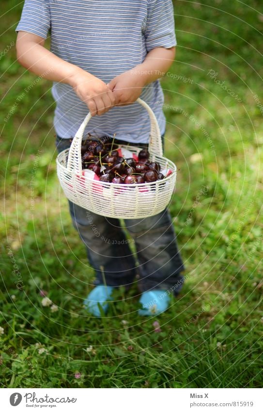 small basket Food Fruit Nutrition Picnic Organic produce Vegetarian diet Healthy Eating Leisure and hobbies Summer Garden Human being Masculine Feminine Child