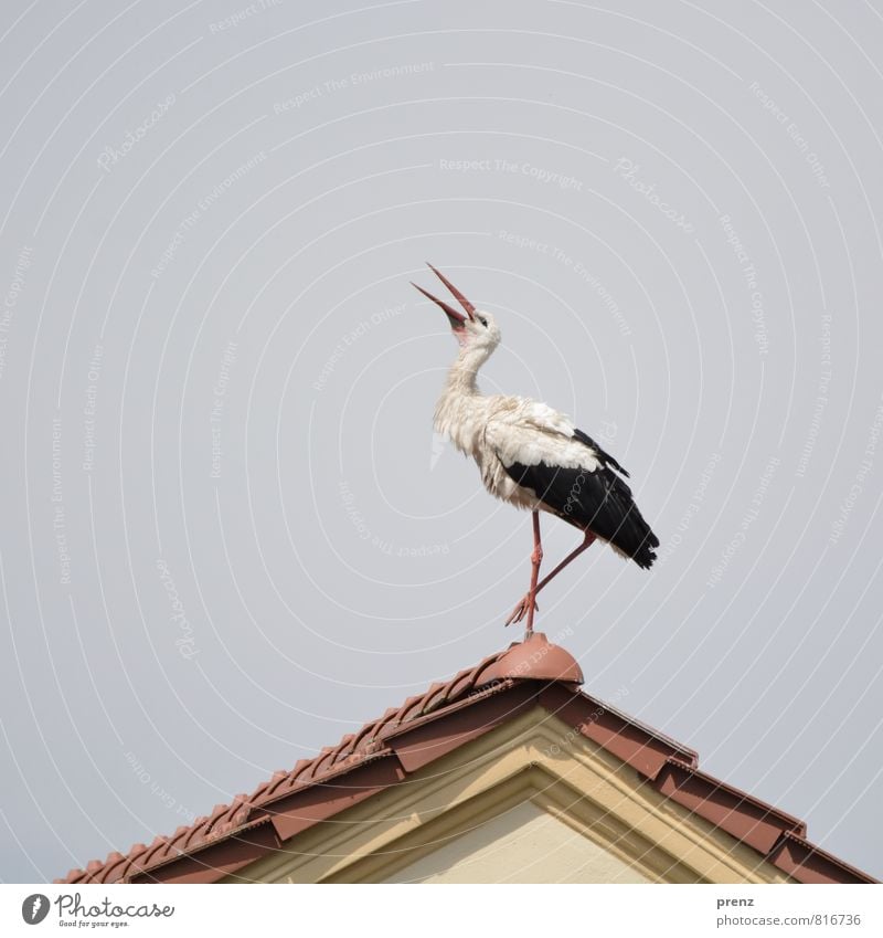 Weather Stork Environment Nature Animal Sky Summer Beautiful weather Wild animal Bird 1 Brown Gray White Roof Gable end Colour photo Exterior shot Deserted