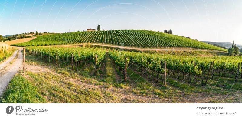 Vineyards in Tuscany. Farm house Vacation & Travel Summer Sun House (Residential Structure) Nature Landscape Plant Sky Horizon Autumn Tree Hill Street Growth