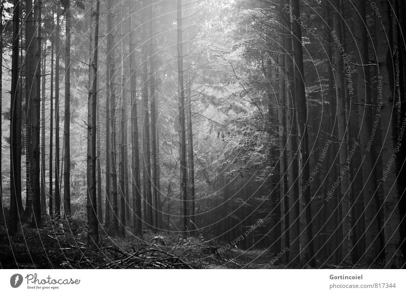 forests Environment Nature Landscape Beautiful weather Tree Forest Dark Coniferous trees Clearing Woodground Fir tree Coniferous forest Black & white photo