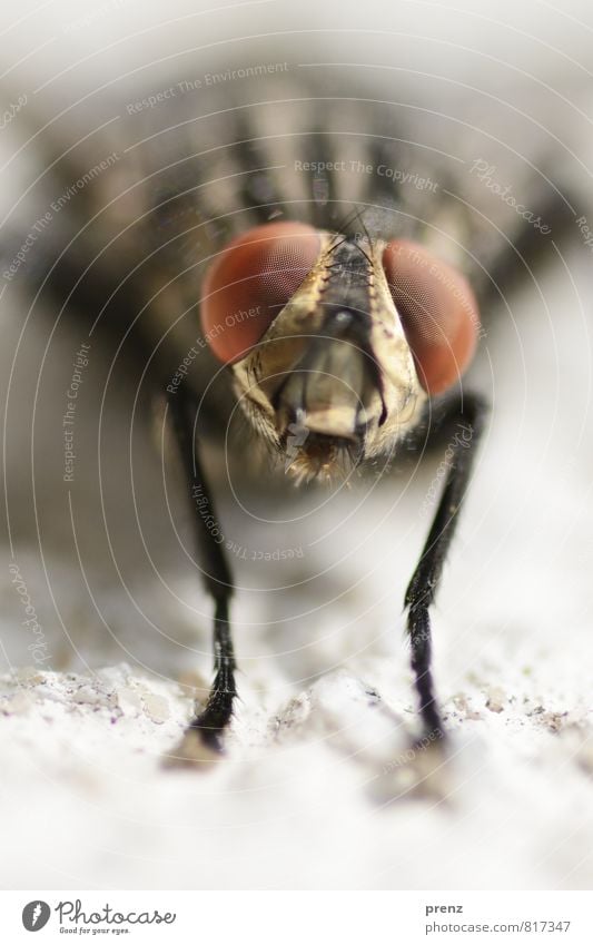 Fly watching Environment Nature Animal Summer Beautiful weather Wild animal Animal face 1 Brown Gray Black Compound eye Looking Insect Colour photo