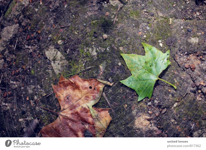 #LO Flat leaf Art Esthetic Contentment Leaf Ground Green Contrast Autumnal Autumn leaves Early fall Autumnal colours Autumnal weather Automn wood Autumn wind