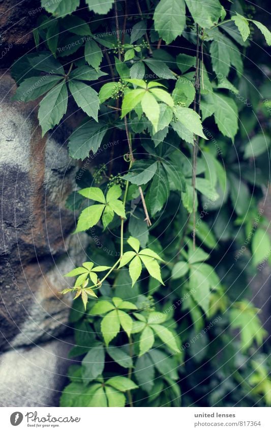 #LO wall green Nature Plant Esthetic Contentment Wall (barrier) Wall plant Building stone Rest of a wall Tendril Growth Overgrown Garden Green Leaf Romance