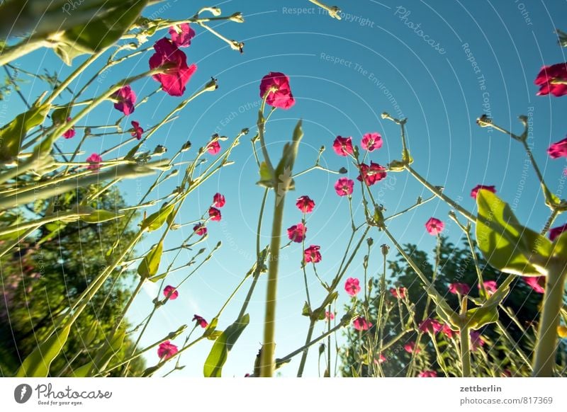 campion Garden Garden plot Nature Park Summer Growth Flower Blossom Blossoming Worm's-eye view Sky Cloudless sky Plant carnation White campion Dianthus