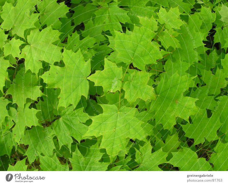 Canadian landmark Canada Maple tree Leaf Green Spring Summer Nature
