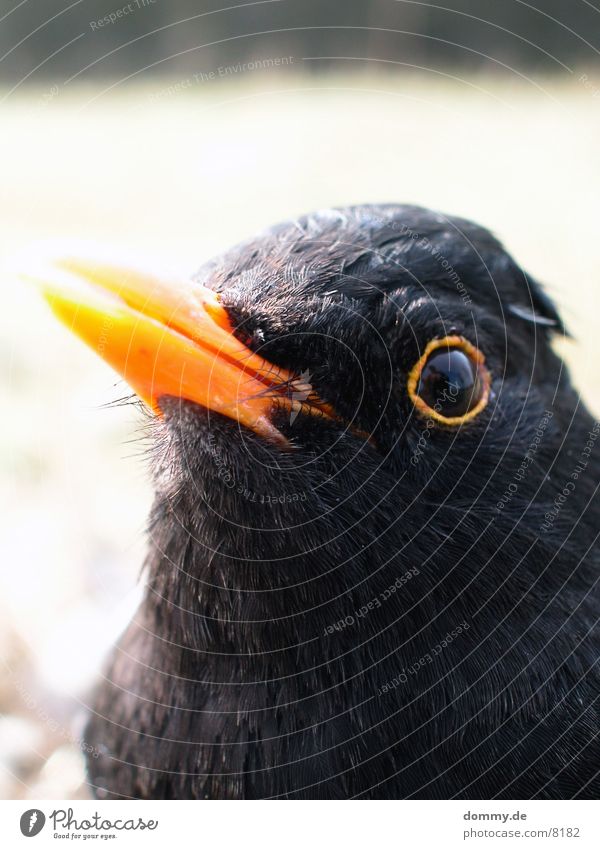 Birdie 1 Black Near Exceptional Macro (Extreme close-up)