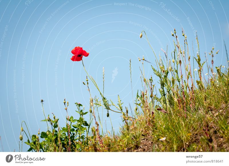 hillside location Nature Plant Sky Cloudless sky Summer Beautiful weather Blossom Poppy Poppy blossom Meadow flower Blue Green Red Slope Escarpment Wild plant