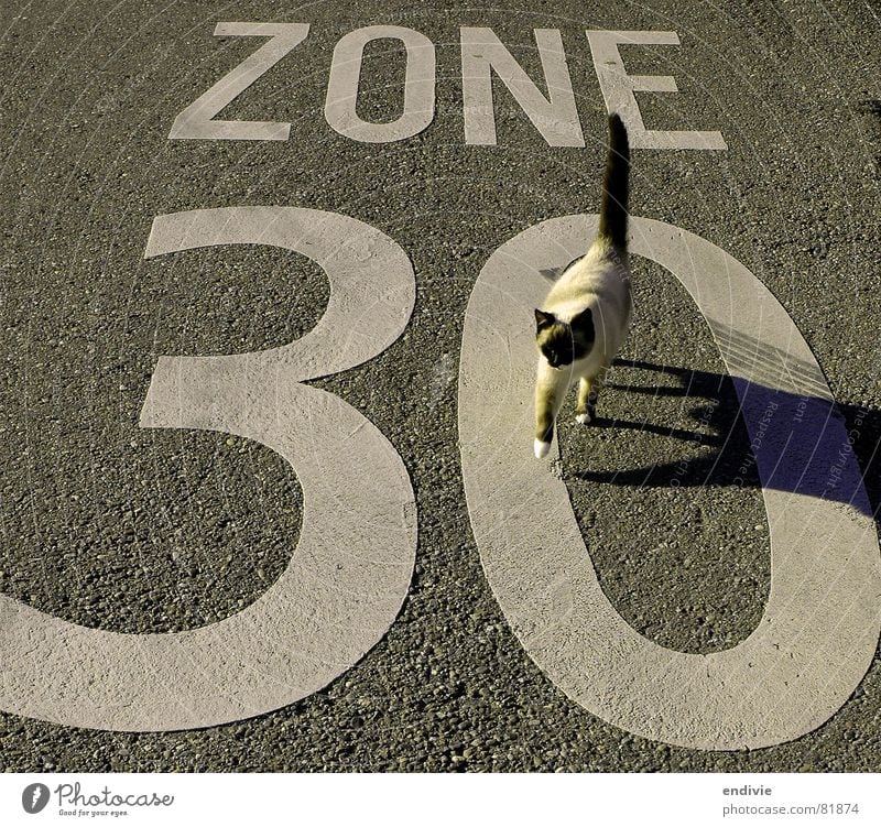 CATWALK Cat Zone Speed Animal Asphalt Tar 30 30 mph zone Leisure and hobbies Street Lawn