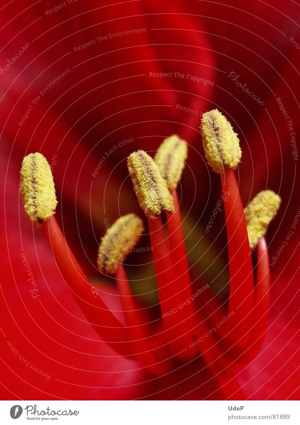 clock in Stamen Amaryllis Red Yellow Pistil Macro (Extreme close-up) Close-up Gold Detail Seed