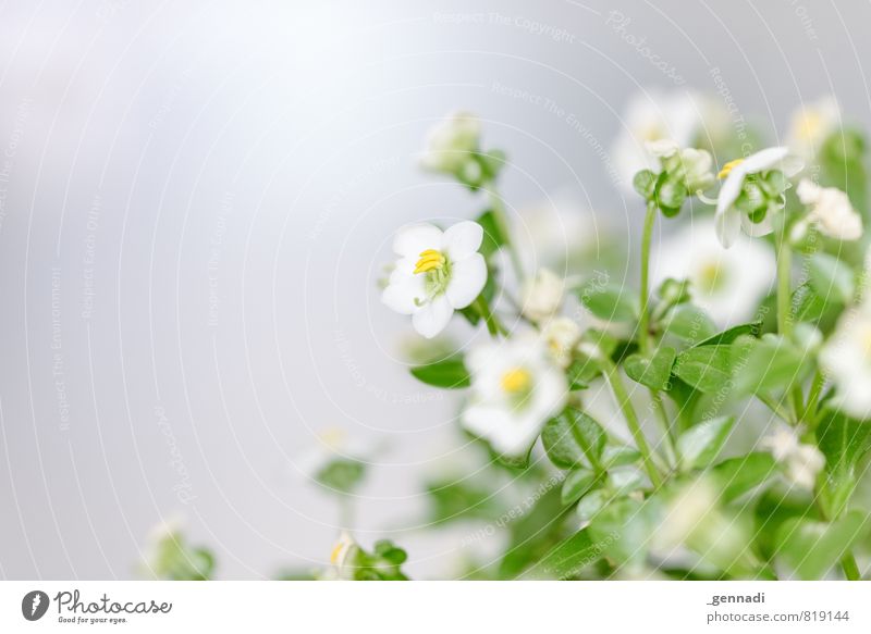green Plant Tree Fragrance Calm Smooth Relaxation Blossom Fresh Blossoming Spring Colour photo Interior shot Deserted Copy Space left Day Motion blur