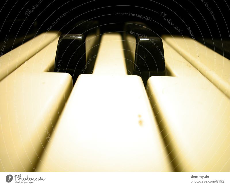 organ Organ Black White Playing Macro (Extreme close-up) Close-up Touch