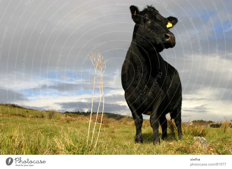 Moo! Animal portrait Cow Cattle Black Meadow Grass Spring Curiosity Exterior shot Mammal sligo Sun Ireland mad cow disease Pasture