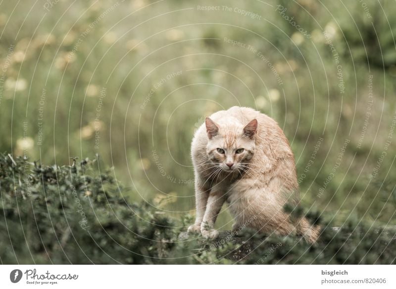Red tomcat Grass Meadow Cat 1 Animal Looking Sit Soft Brown Green Attentive Watchfulness Curiosity Fear Colour photo Exterior shot Deserted Copy Space top Day