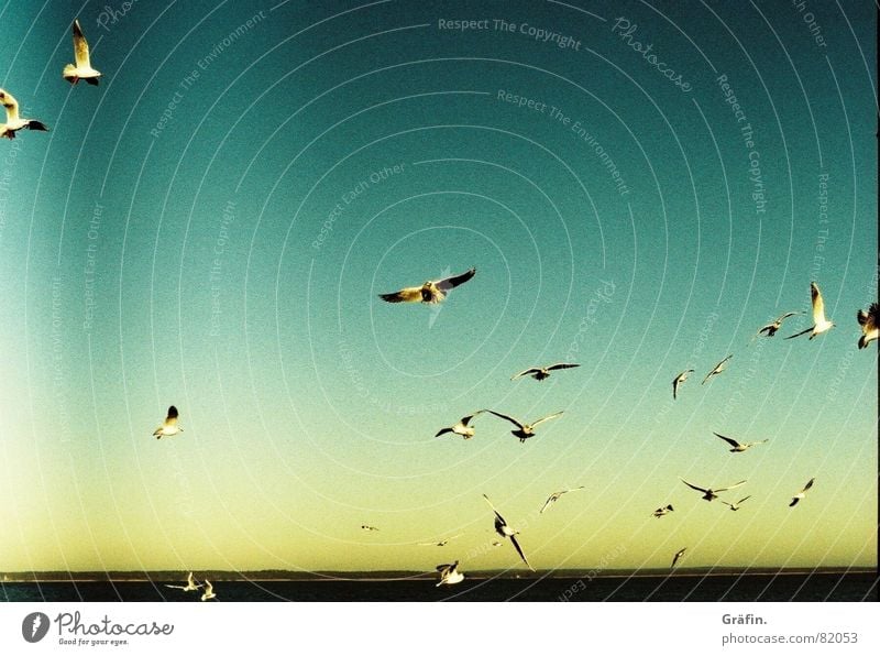 Lesser Seagull Xpro Bird Ocean Far-off places Horizon Lomography Flying Sky Sun Water Flock Wing cross