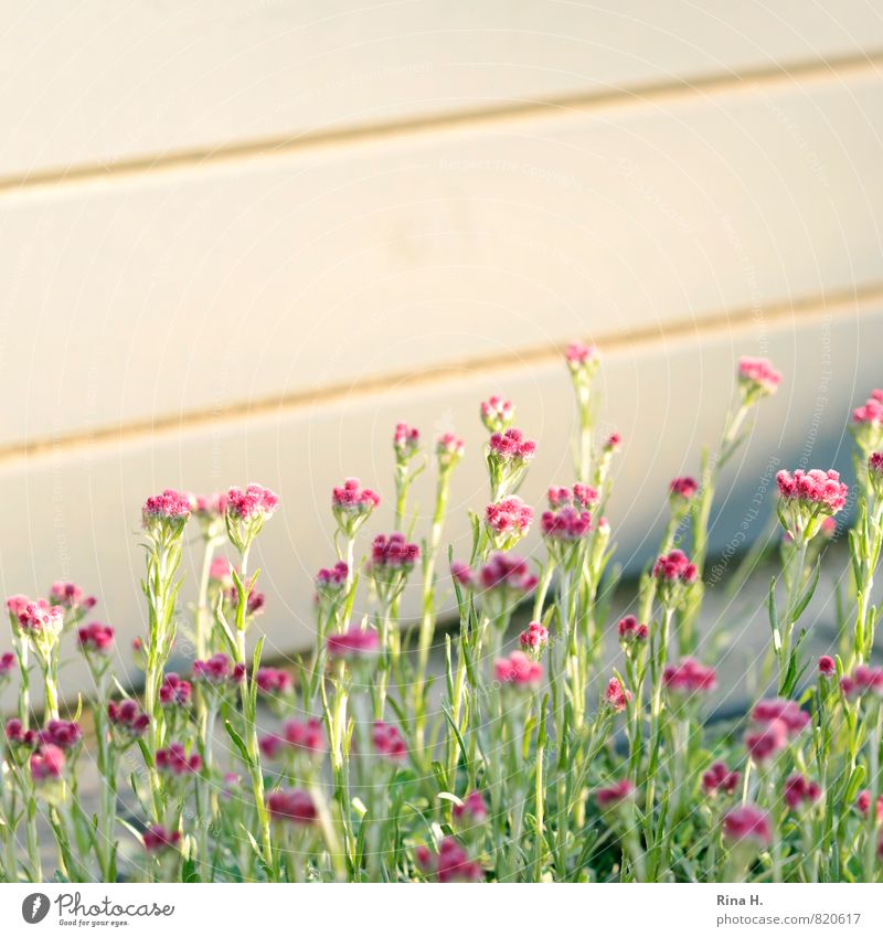 Flowers at wooden hut Summer Garden Wall (barrier) Wall (building) Blossoming Wooden wall Colour photo Exterior shot Deserted Copy Space top