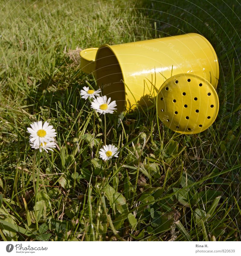 daisies Summer Beautiful weather Flower Grass Meadow Blossoming Positive Yellow Green Joie de vivre (Vitality) Daisy Watering can Square Colour photo