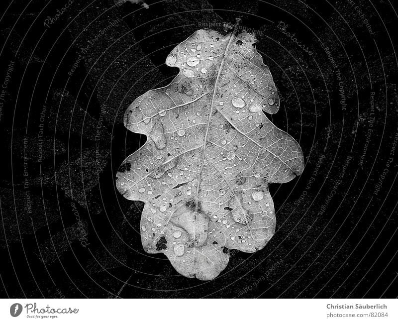 Oakleaf (oak leaf) Oak leaf Oak tree Leaf Black Autumn Autumn leaves Wet Damp Neutral color Early fall Stalk Black & white photo oakleaf Caucasian Rope european