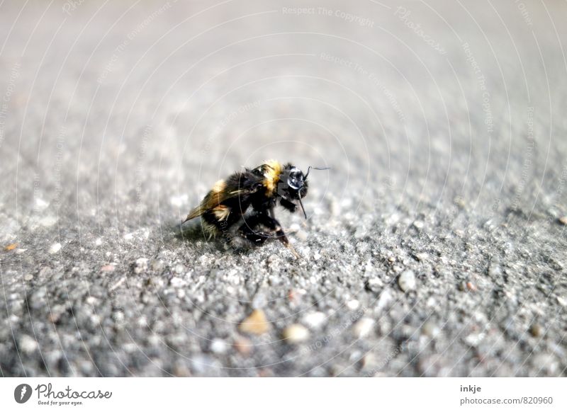 burnout Deserted Street Lanes & trails Animal Wild animal Dead animal Bumble bee 1 Old Relaxation Crouch Authentic Broken Small Under Emotions Unwavering Death