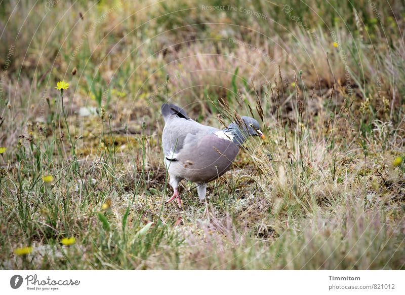 A shy visitor. Environment Nature Plant Animal Beautiful weather Flower Grass Denmark Pigeon 1 Simple Natural Emotions Colour photo Subdued colour Exterior shot