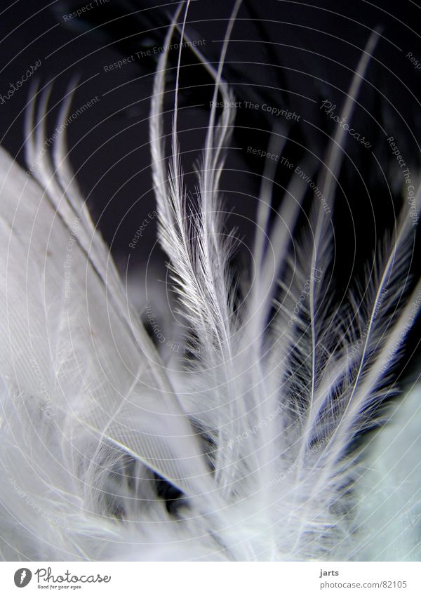 feather dance Bird Soft Cuddly Fine Sensitive Pennate Delicate Macro (Extreme close-up) Close-up Feather jarts