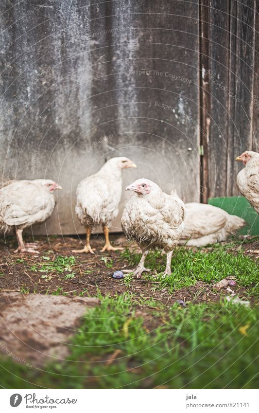 fowls Plant Grass Animal Farm animal Gamefowl Chicken coop Group of animals Natural Colour photo Exterior shot Deserted Copy Space top Day Animal portrait