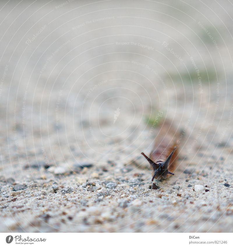 Crawling into Focus Animal Snail Animal face 1 Stone Sand Discover Looking Small Curiosity Slimy Brown Gray Interest Subdued colour Exterior shot