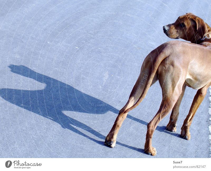 shadow dog Dog Animal Asphalt Stop Mammal Shadow Look back