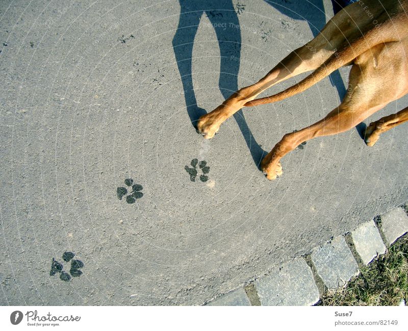 tracks Dog Footprint Tracks Asphalt Paw Mammal Transience plod Shadow Hind quarters Lanes & trails Perspective Crazy Exterior shot Street dog
