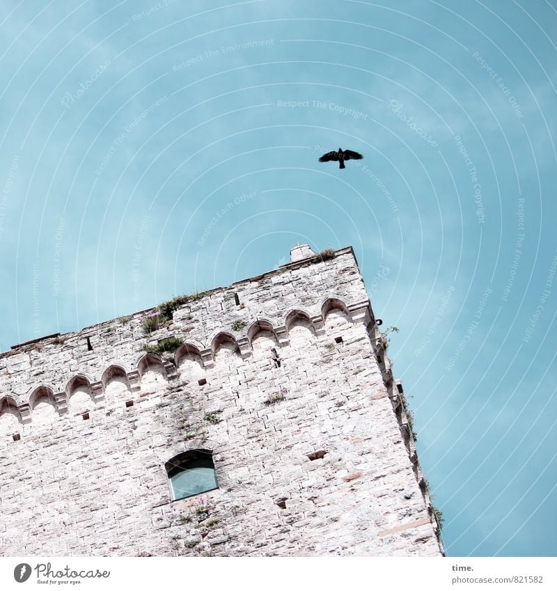 Pisa study Sky Siena Tower Manmade structures Architecture Wall (barrier) Wall (building) Tourist Attraction Bird Crow Decoration Stone Flying Old Historic