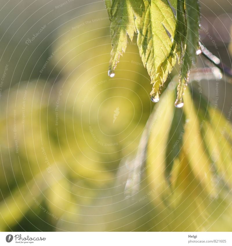last drops... Environment Nature Plant Water Drops of water Summer Bushes Leaf Maple tree Maple leaf Garden Glittering Hang Illuminate Growth Esthetic Fluid