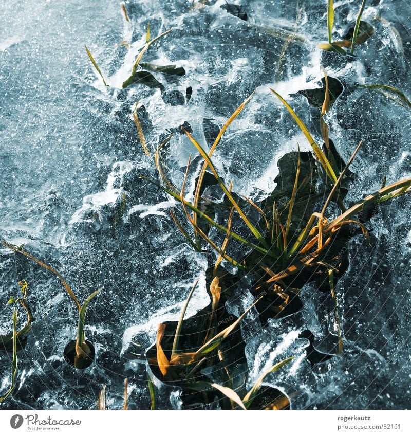 ice Puddle Blade of grass Meadow Grass Breach Still Life Cold Winter Ice Frost Lawn