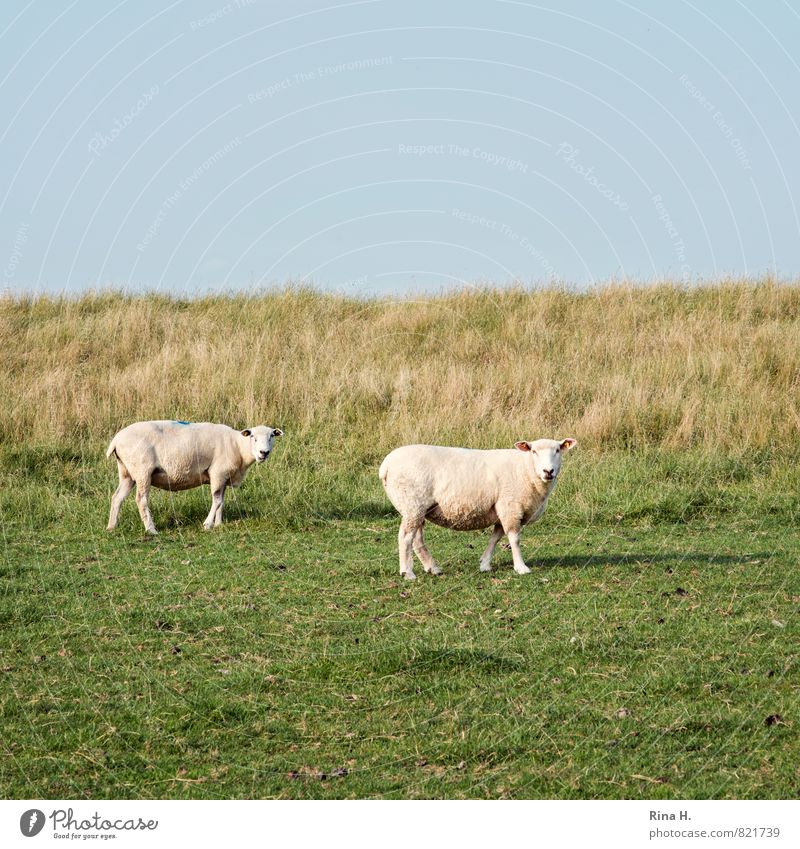 What are you looking at? Nature Summer Beautiful weather Grass Meadow Hill Animal Pet 2 Observe Stand Dike shorn Colour photo Deserted Copy Space top
