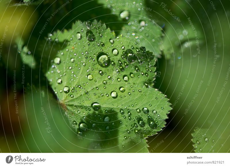 pearl collector Environment Nature Plant Leaf Wet Green Rope Dew Fresh Morning Rain Hydrophobic Wellness Fragile Close-up Macro (Extreme close-up) Deserted