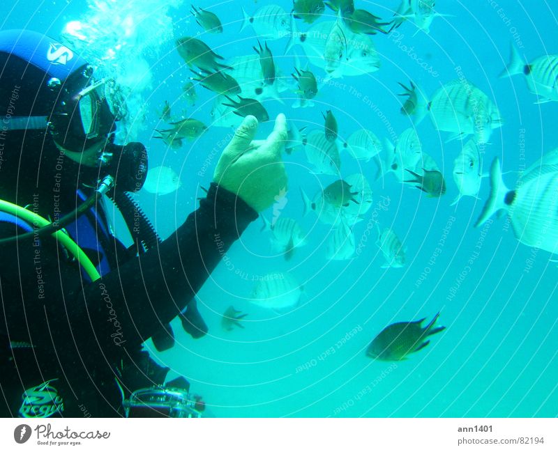 under the sea 1 Air bubble Diver Ocean Underwater photo Water Fish