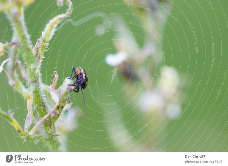 Double but out of focus Environment Nature Plant Animal Foliage plant Wild plant Wild animal Beetle 1 Observe Hang Crouch Crawl Sit Wait Friendliness Happy