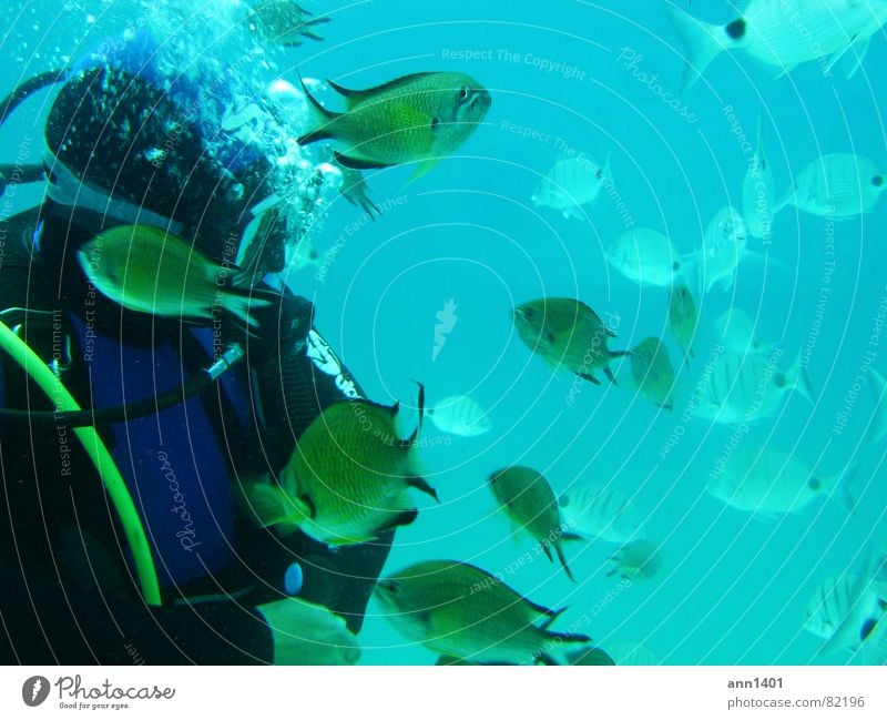 Under the sea 3 Diver Ocean Underwater photo Air bubble Water Fish