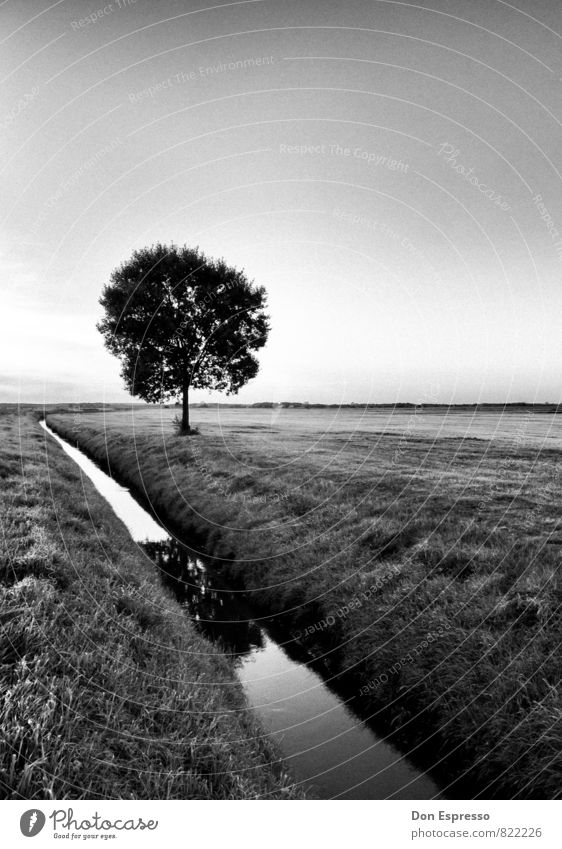 In the surrounding area Environment Nature Landscape Plant Cloudless sky Tree Meadow Field Village Deserted Calm Road ditch Agriculture Black & white photo