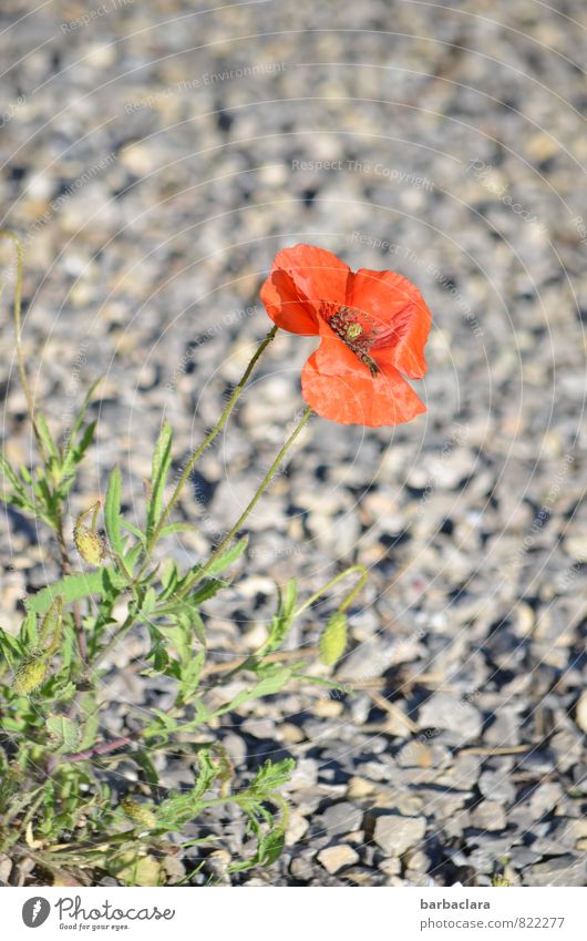 companion Environment Earth Summer Plant Poppy blossom Corn poppy Lanes & trails Wayside Gravel Stone Blossoming Stand Bright Beautiful Red Power Modest