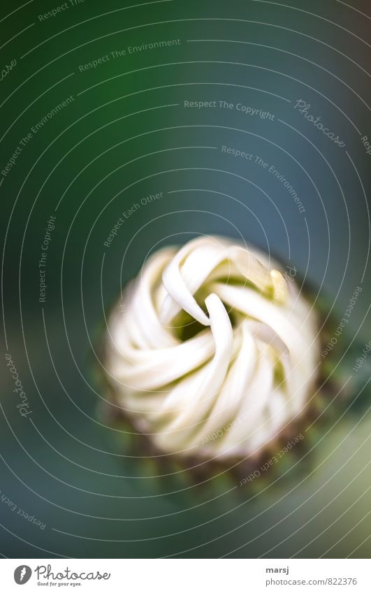 Somehow twisted Nature Plant Spring Summer Flower Blossom Agricultural crop Wild plant Blossom leave Marguerite Line Blossoming Rotate Growth Dark Elegant
