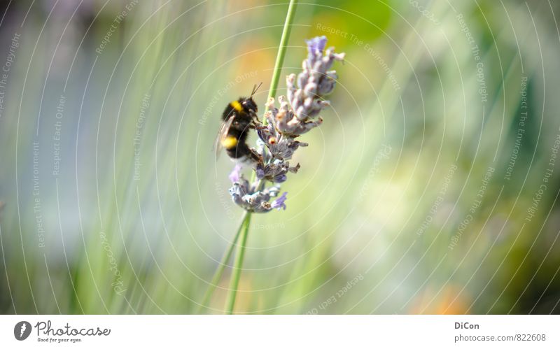 lavender harvest Plant Lavender Meadow Animal Bumble bee 1 Work and employment To hold on Green Virtuous Determination Diligent Nature Colour photo