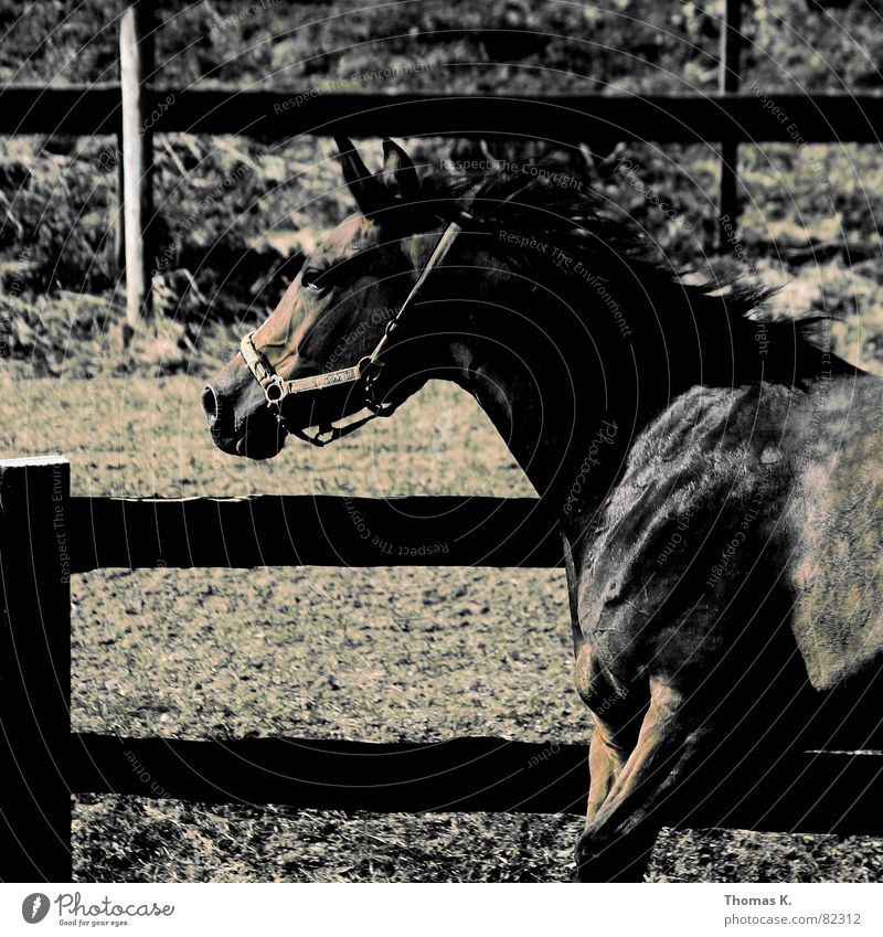 Giddyup, horseyup, giddyup! Horse Walking Pelt Mane Animal Fence Dappled Draft animal Mammal Horse's gait Patch Farm animal Black horse Fold Fenced in