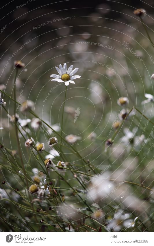 daisies Environment Nature Plant Drops of water Summer Weather Rain Flower Marguerite Garden Park Meadow Wet Natural Beautiful Brown Green White Calm