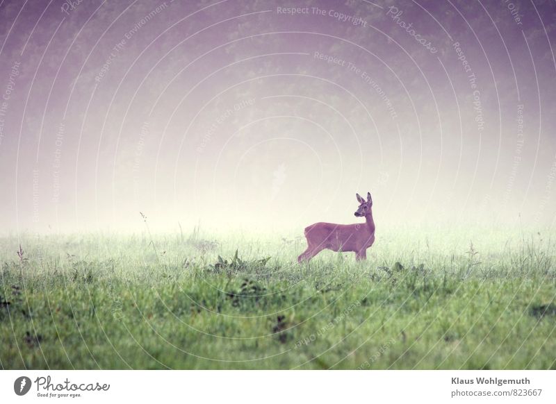 Morning fog 2 ( Mama watches ) Environment Nature Animal Summer Autumn Fog Grass Meadow Field Forest Wild animal Pelt Roe deer Female deer 1 Observe To feed